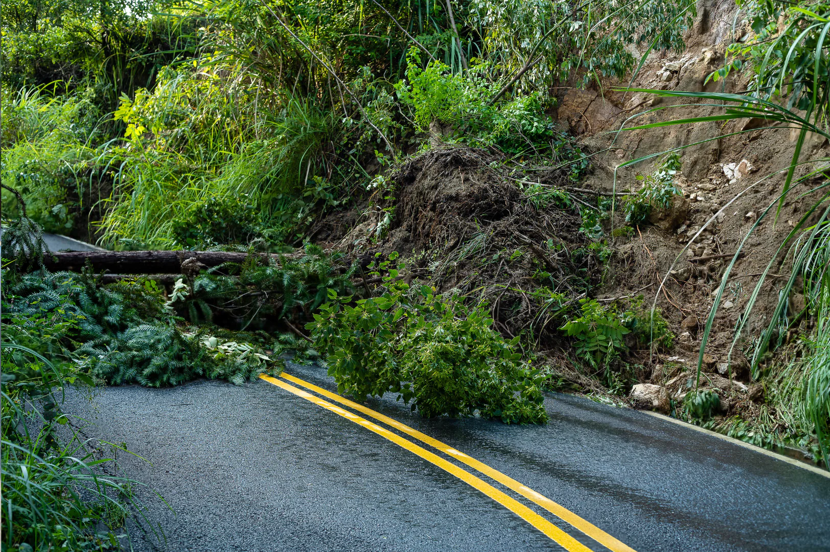 a landslide of mud, trees and bushes onto a road